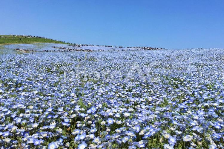 満開の花畑のイメージ ネモフィラ,花,春の写真素材