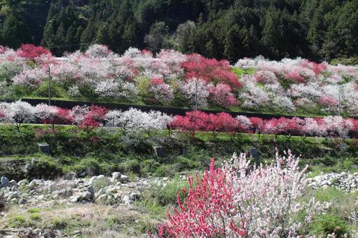 花 花の写真