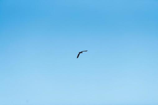 大空を優雅に舞うカワウ カワウ,鵜,水鳥の写真素材