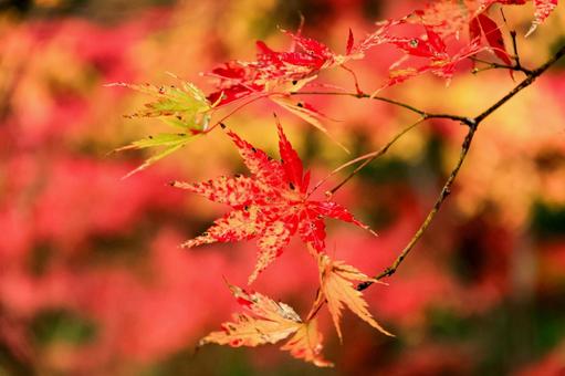 紅葉 紅葉,養老渓谷,筒森もみじ谷の写真素材