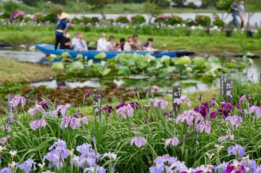 Photo, iris, ayame, iridaceae, 