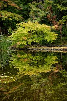 綺麗な湖面 自然,湖,紅葉の写真素材