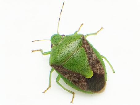 German-winged green stink bug, JPG German-winged green stink bug, JPG