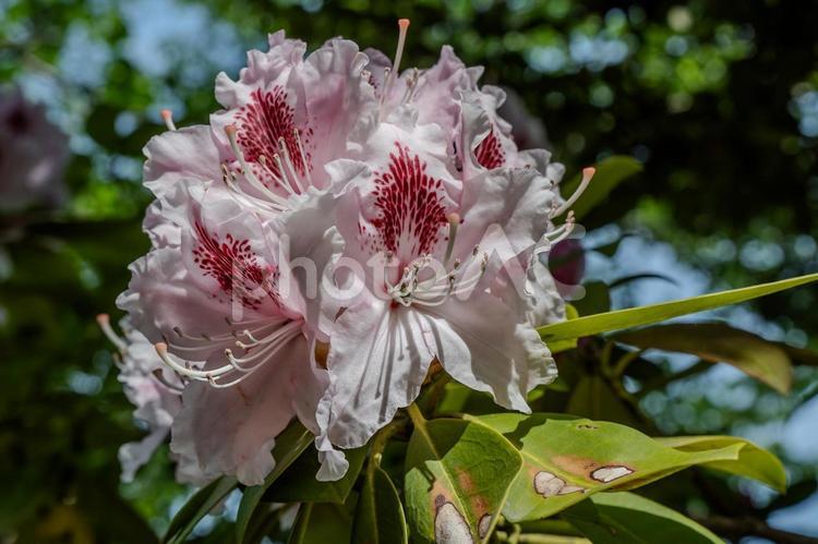 春のあしかがフラワーパーク シャクナゲ,石楠花,花の写真素材
