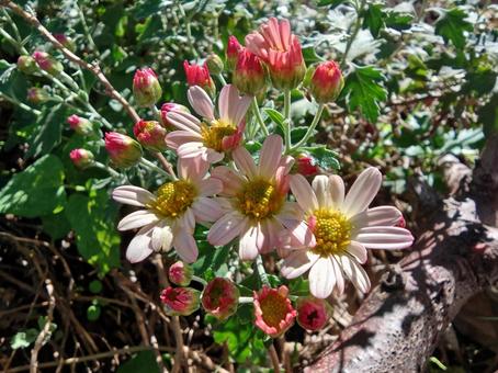 小菊 庭,ガーデニング,秋の写真素材