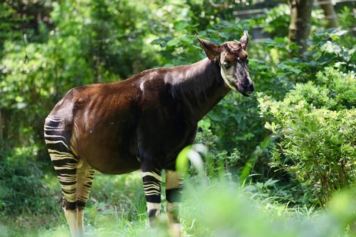 オカピ オカピ オカピ,動物,生き物の写真素材