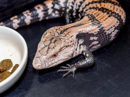 アオジタトカゲのアップ アオジタトカゲのアップの写真