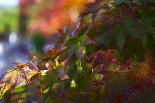 紅葉 紅葉の写真