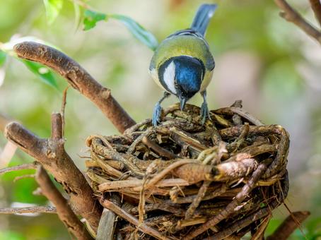 カゴにとまるシジュウカラ シジュウカラ,野鳥,鳥の写真素材