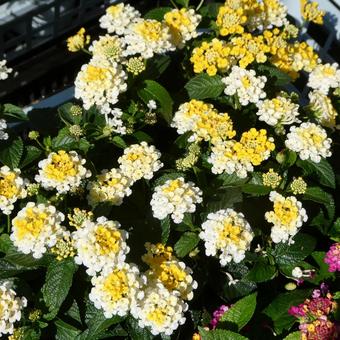 ランタナの花 ジェム イエロートパーズ ランタナの花 ジェム イエロートパーズ 花,夏の花,小花の写真素材
