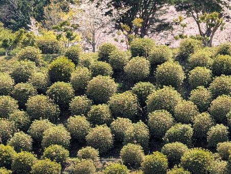美しく整えられた植木と桜 美しく整えられた植木と桜の写真