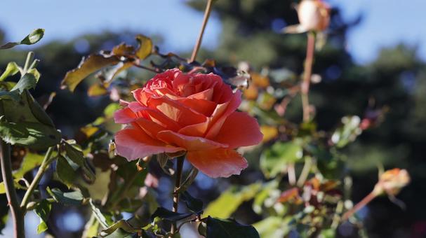 【花の写真】ばらの花 rose,植物,園芸の写真素材
