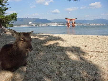宮島　鹿の日陰休憩 宮島,鹿,海の写真素材
