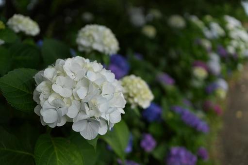 アジサイ 白 アジサイ 白 アジサイ,紫陽花,白いアジサイの写真素材