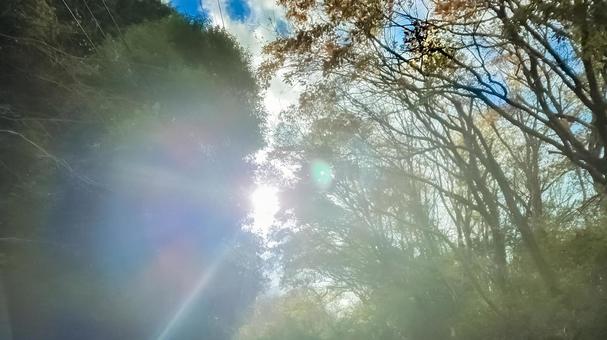 爽やかな木漏れ日 爽やかな木漏れ日の写真