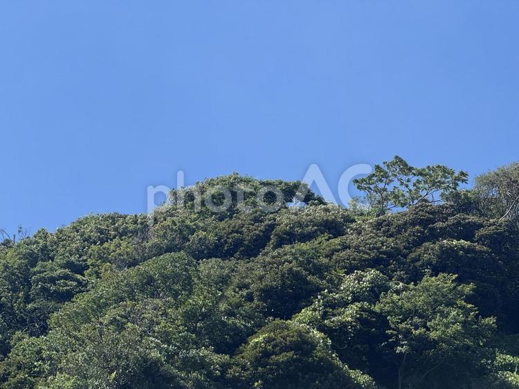 樹木と青空 青空,空,竹の写真素材