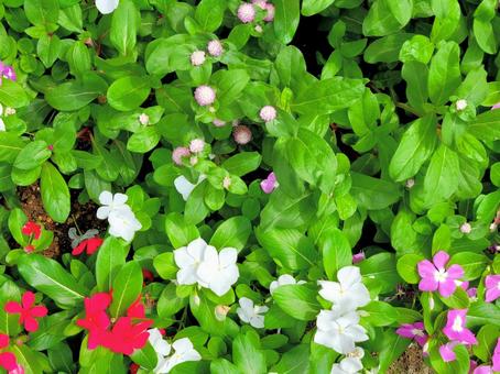 いきいきとした花壇の花 ガーデニング いきいきとした花壇の花 ガーデニング 花畑,ガーデニング,花の写真素材
