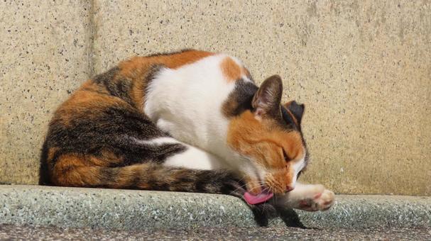 日向ぼっこと毛繕いが日課のもふもふな猫 三毛猫,猫,毛繕いの写真素材