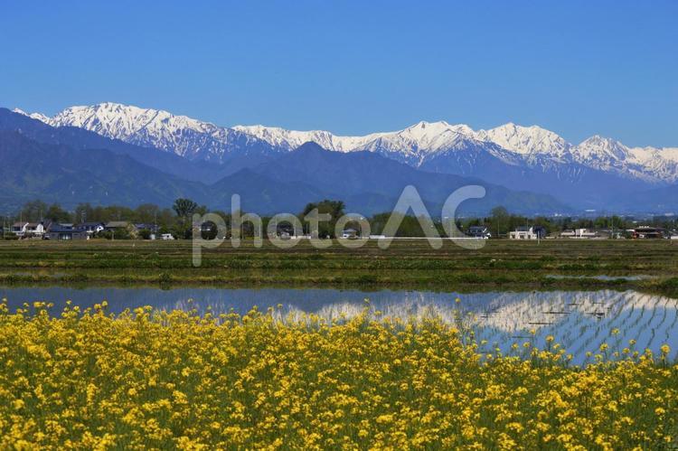 信州安曇野雪の北アルプスと水田と菜の花畑 北アルプス,安曇野市,水田の写真素材