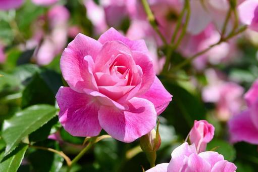 薔薇 ピンクアイスバーグ 薔薇 ピンクアイスバーグ 薔薇,ピンクアイスバーグ,花の写真素材