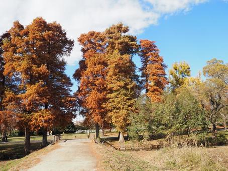 水元公園の紅葉・煉瓦色の木々（葛飾区）の写真