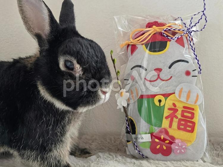 うさぎと招き猫 うさぎ,ウサギ,草食動物の写真素材