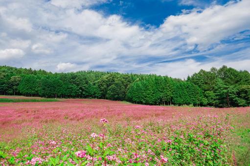 一面に広がる赤そばの花畑 一面に広がる赤そばの花畑 赤そば,蕎麦の花,高嶺ルビーの写真素材