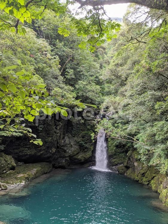 にこ淵の全景（縦） にこ淵,仁淀川,仁淀ブルーの写真素材