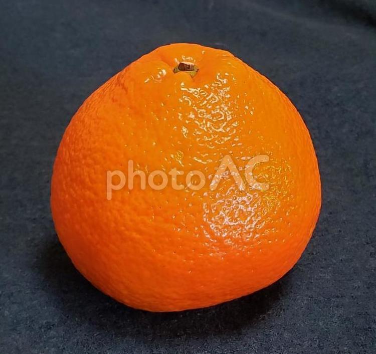 いよかんの実 いよかんの実,1個,丸ごとの写真素材