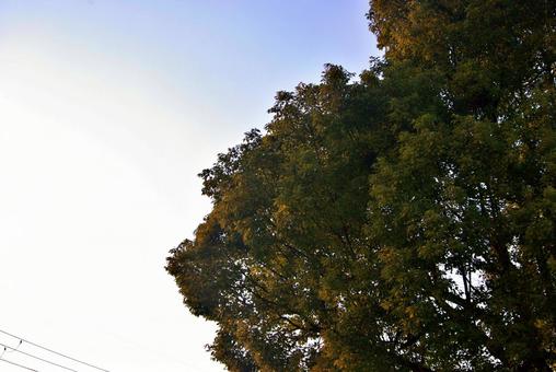 クスノキごしに冬空を見上げる クスノキ,葉,樹木の写真素材