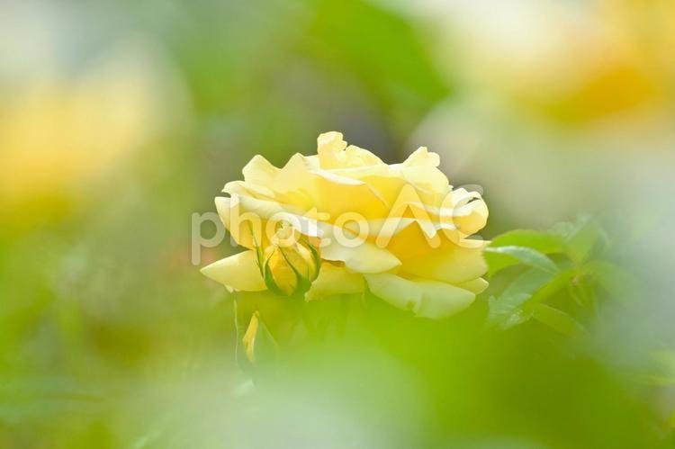 きれいな黄色い薔薇の花　 バラ,薔薇,花の写真素材