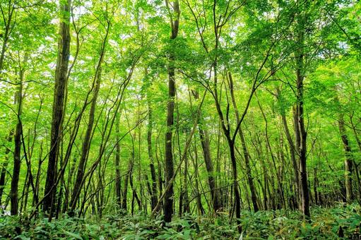 奥出雲の萌芽更新による広葉樹林 奥出雲の萌芽更新による広葉樹林 広葉樹,森林,木漏れ日の写真素材