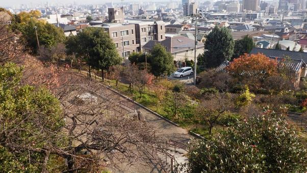 岡本梅林公園 岡本梅林公園,木,樹木の写真素材