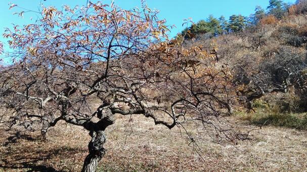 しだれ栗自生地 シダレクリ,自生地,しだれ栗森林公園の写真素材