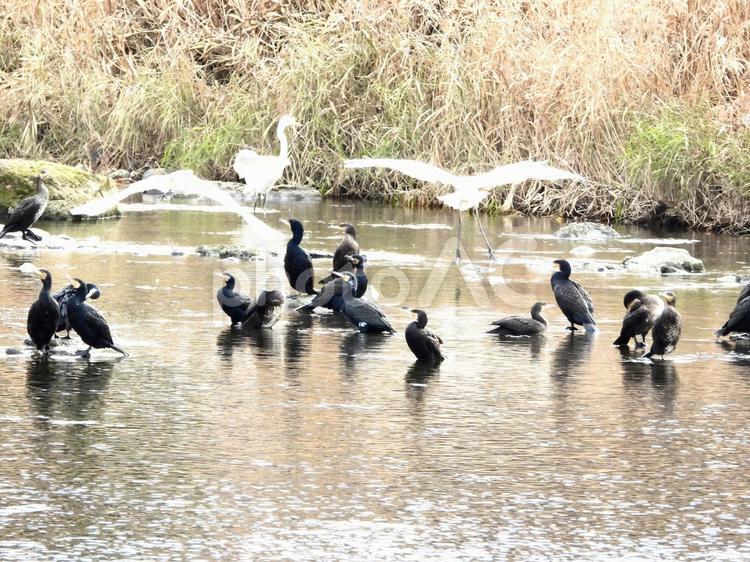 飛び立つダイサギと川鵜の群れ 鳥,野鳥,ダイサギの写真素材