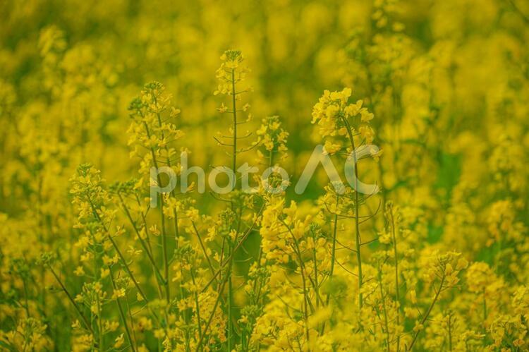 黄色い菜の花畑のイメージ 菜の花畑,菜の花,黄色の写真素材