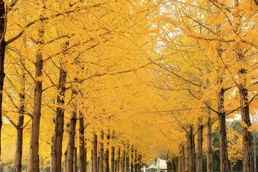 つくば市の「科学万博記念公園」の銀杏並木 銀杏並木,科学万博記念公園,イチョウの写真素材