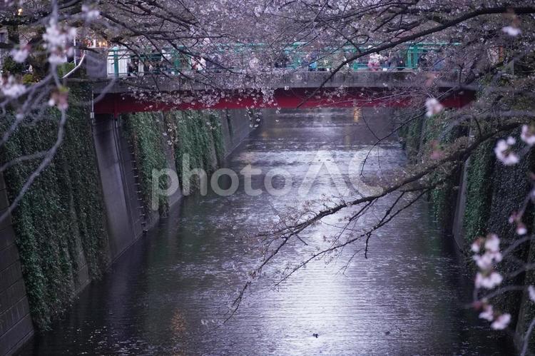 《東京都》目黒川 桜 桜,さくら,サクラの写真素材