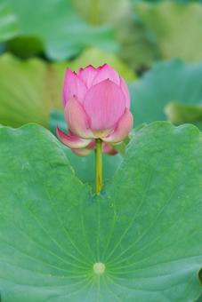 蓮花 蓮花 はす,ハス,蓮の写真素材