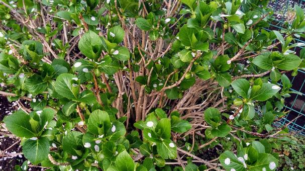 植物 植物の写真