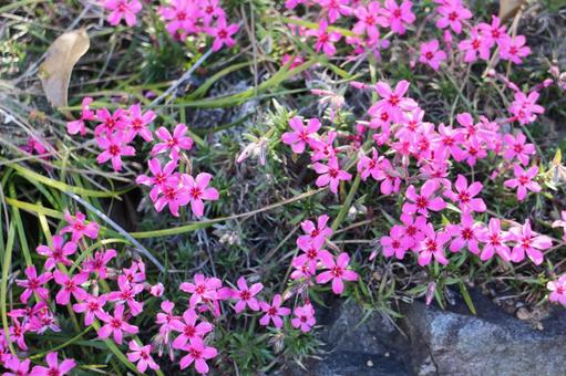 ピンクの小花 ピンクの小花の写真
