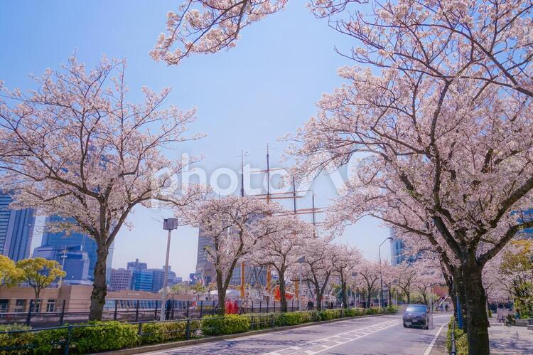 満開の桜と横浜みなとみらいの街並み 桜,春,満開の写真素材