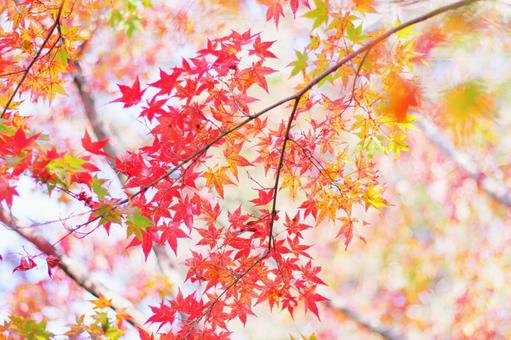色鮮やかな秋の紅葉 色鮮やかな秋の紅葉の写真