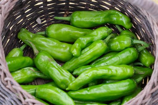 菜園で収穫したシシトウ シシトウ,辛い,食材の写真素材