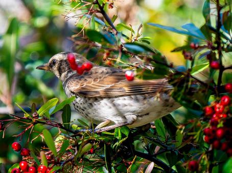 Pyracantha and Thrush, JPG