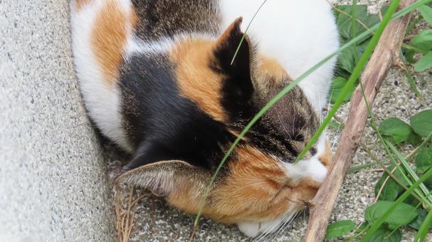腕枕で爆睡しているもふもふな三毛猫 腕枕で爆睡しているもふもふな三毛猫 三毛猫,猫,眠り猫の写真素材