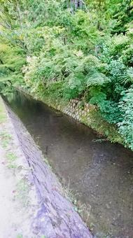「哲学の道」沿の川 「哲学の道」沿の川の写真