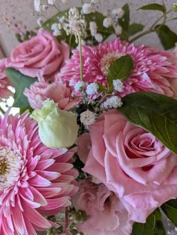花 花 ピンク,花,薔薇の写真素材