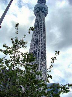 曇り日の東京スカイツリー-30 東京スカイツリー,曇りの日,空の写真素材