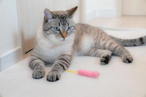 おもちゃとくつろぐ猫 おもちゃとくつろぐ猫の写真